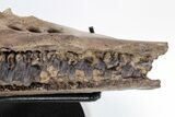 Hadrosaur (Edmontosaurus) Maxilla With Teeth - Montana #211226-8